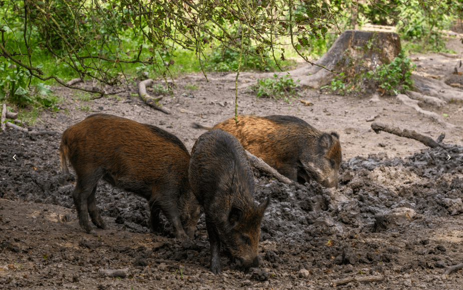 hogs in the mud