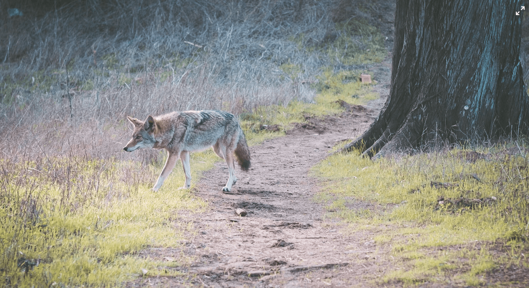 A coyote in the wild.